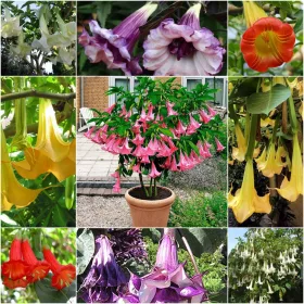  SEMINTE DATURA DATURA Colectie de 4 pachete de seminte