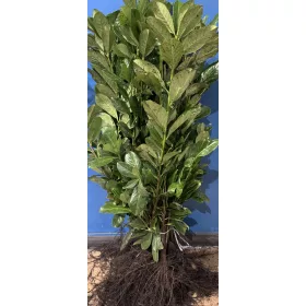    Puieți de cireș de dafin Novita pentru gard viu 60-80cm REZISTENT LA ÎGHET 3 ori tăiat