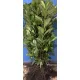  Puieți de cireș de dafin Novita pentru gard viu 60-80cm REZISTENT LA ÎGHET 3 ori tăiat