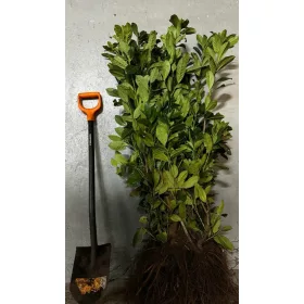    Puieți de cireș de dafin Novita pentru gard viu 100-130cm Tăiați de mai multe ori
