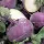 Purple Blankyt Kohlrabi, Seminte FOARTE REZISTENTE