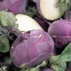  Purple Blankyt Kohlrabi, Seminte FOARTE REZISTENTE