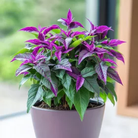    Gynura Aurantiaca 'Purple Passion' - FRUNZE MOV - Ginura Portocaliu