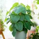  Philodendron Fuzzy Pețiole Floare Philodendron Soiuri Plantă de colecție
