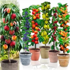  SET DE COPACI Piersici Măr Pere Prune Cireș CAISĂ