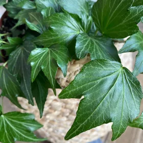    Cea mai frumoasă Iedera comună Hedera Helix „Green Ripple” CREȘTERE UȘOARĂ