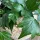  Cea mai frumoasă Iedera comună Hedera Helix „Green Ripple” CREȘTERE UȘOARĂ