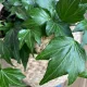  Cea mai frumoasă Iedera comună Hedera Helix „Green Ripple” CREȘTERE UȘOARĂ