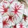 Caladium Caladium Fiesta 1 buc răsaduri Tuberi Frunze ornamentale