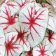  Caladium Caladium Fiesta 1 buc răsaduri Tuberi Frunze ornamentale