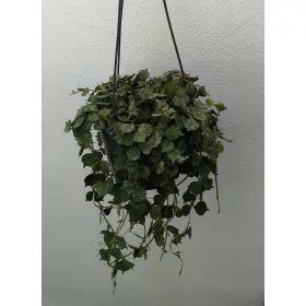  Hoja Hoya Curtissi agățat beauty don 14 cm