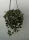  Hoja Hoya Curtissi agățat beauty don 14 cm