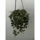  Hoja Hoya Curtissi agățat beauty don 14 cm