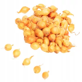    Ceapa galbena primavara Wola 1kg pentru plantarea ceapa de 20-25 mm de cea mai buna calitate