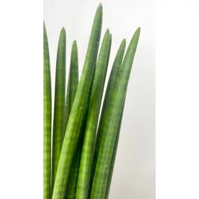    Sansevieria Planta de fier drept ideala pentru sufragerie | perfect pentru un birou