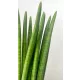  Sansevieria Planta de fier drept ideala pentru sufragerie | perfect pentru un birou