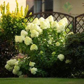  Buchet de hortensie 'Limelight' 2L