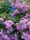  Trandafir cățărător Violette Parfum art. nr. 525