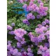  Trandafir cățărător Violette Parfum art. nr. 525