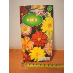  Dahlia pitică Unwins Mix 2g plin
