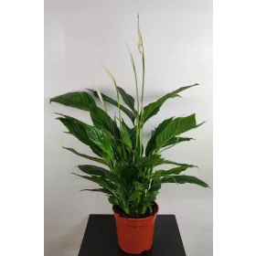  Spathiphyllum Verdi, 70 cm
