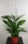  Spathiphyllum Verdi, 70 cm