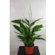  Spathiphyllum Verdi, 70 cm
