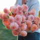  Dalie decorativă PIERSIȘI ȘI SMANĂ + becuri *LG GRATUITE