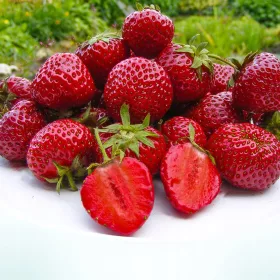   Capsuni salbatice si capsuni MIERE DE CAPSUNI DESERT FOARTE TIMPURIE 10 BUC. SAMINTE DE CAPSUNI FRIGO puietul de radacina goala 15-30 cm