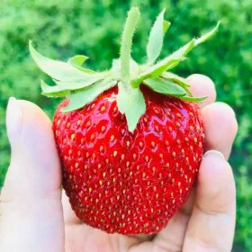    Căpșuni sălbatice și căpșuni POLKA CAPSUNI 10 BUC. FRUCTE EXTREM DE DULCE ȘI URIAȘE SEMINȚE DE CAPSUNI Răsad de rădăcină goală FRIGO 15-30 cm