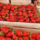  Căpșuni sălbatice și căpșuni VIBRANTE CAPSUNI CEA MAI TIMPURIE VARIETATE FRUCTE MARI ȘI CRIPTS MARI FRIGO SEMINȚE DE CAPSUNI 10 BUC. răsad rădăcină goală 15-30 cm