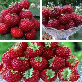    Căpșuni sălbatice și căpșuni ZMEURĂ CADRE CAPSUNI 10 SĂMINȚE DELICIOS ȘI FOARTE DULCI răsadul rădăcină goală 10-20 cm