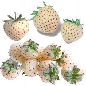  CAPSUNI ALBA ANANAS ANANAS 10 SEMINTE