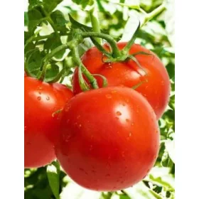    ROSII JULIA 0,1 g SUB AGUACE REZISTENTE LA BOLI ' PLANTICO