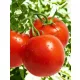  ROSII JULIA 0,1 g SUB AGUACE REZISTENTE LA BOLI ' PLANTICO