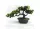 Bonsai artificial în ghiveci VA-1430293642 20 cm