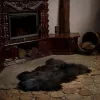 Blană naturală de miel de munte 70 cm XXS, negru-maro