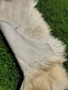 Piele de oaie montană Cakla BP1, lungime aproximativă 110 cm