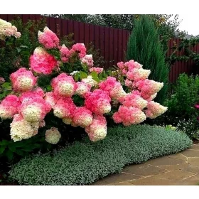    Hortensia Bicolore FRAISE DE VANILIE Cele mai frumoase SOIURI FIGURA