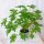  PLATA MEDICINALA GERANIUM ANGINKA dimensiune 13 cm