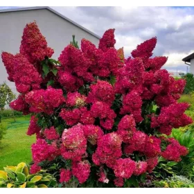    Hortensie magnifică DIAMANT ROUGE ÎN FĂRĂBILE ÎNFLORIre răsaduri frumoase