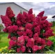  Hortensie magnifică DIAMANT ROUGE ÎN FĂRĂBILE ÎNFLORIre răsaduri frumoase