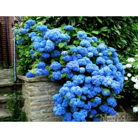  CEA MAI ALBASTRĂ HIDRENSIE NIKKO BLUE