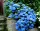  CEA MAI ALBASTRĂ HIDRENSIE NIKKO BLUE