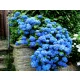  CEA MAI ALBASTRĂ HIDRENSIE NIKKO BLUE