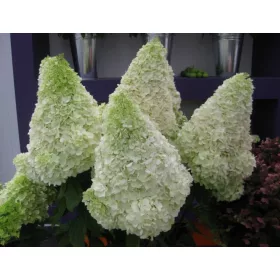  Hortensie URSU POLAR FLORI GIGANTE