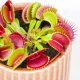  Venus flytrap Răsad de Dionaea muscipula într-un recipient de 0,5 litri