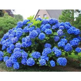  HYDRENSE NIKKO BLUE, CEL MAI REZISTENT ALBASTRU
