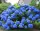  HYDRENSE NIKKO BLUE, CEL MAI REZISTENT ALBASTRU