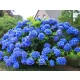  HYDRENSE NIKKO BLUE, CEL MAI REZISTENT ALBASTRU